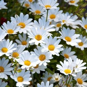 Meet your Posher, Amira